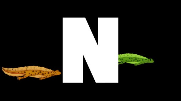 Geanimeerde Zoölogische Engelse Alfabet Alpha Matte Bewegende Afbeelding Cartoon Newt — Stockvideo
