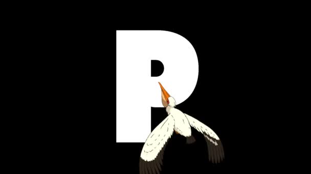 Animované Zoologické Anglické Abecedy Alfa Matný Pohyb Grafiky Kreslený Pelican — Stock video