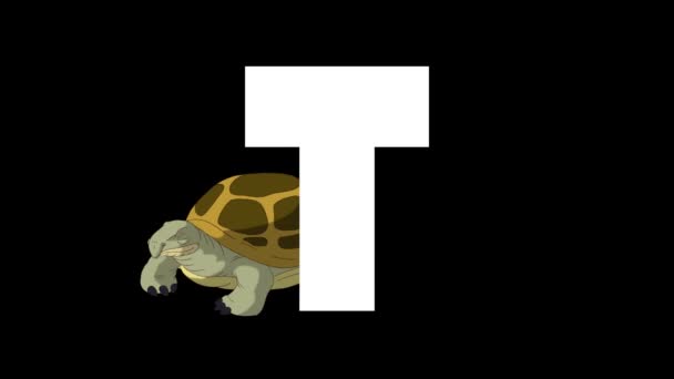 Animated Zoological English Alphabet Alpha Matte Motion Graphic Cartoon Turtle — Stock Video