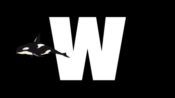 アニメーション動物学英語アルファベット アルファマットモーショングラフィック 文字Wの前景に漫画のクジラ — ストック動画