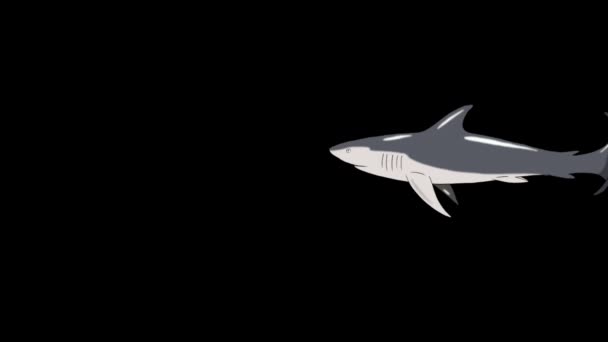 Gray Shark Swim Attack Animated Motion Graphic Alpha Channel — Stock Video
