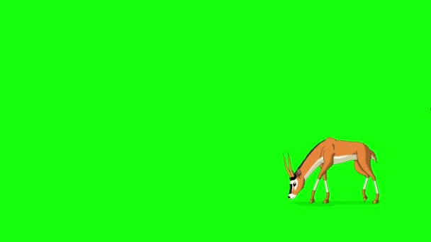 Anthelope Nebo Gazelle Škráese Bojí Uteče Animovaný Pohyb Grafiky Zeleným — Stock video
