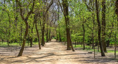 Askania-Nova topraklarında alleys