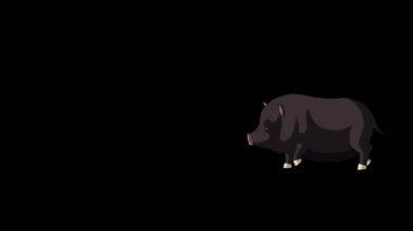 Siyah Küçük Piggy Çalışır. Alfa Kanallı Hareketli Döngülü Hareket Grafiği. 