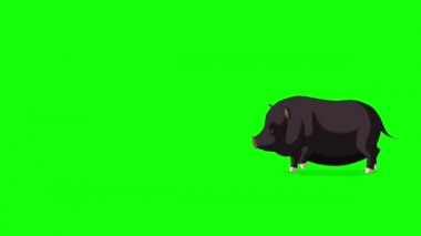 Siyah Küçük Piggy Çalışır. Yeşil Ekranda İzole Animasyonlu Döngülü Hareket Grafiği