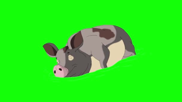 Gray Pig Sleeps Animated Looped Motion Graphic Isolated Green Screen — Stock Video