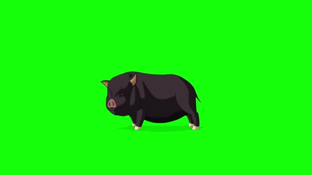 Black Little Piggy Corre Con Una Parada Animado Looped Movimiento — Vídeo de stock