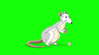 Beyaz sıçan oturur ve peynir yer. Canlandırılmış Döngülü Hareket Grafiği Yeşil Ekran 'da izole edildi. Mutlu Çin Yeni Yılı 2020