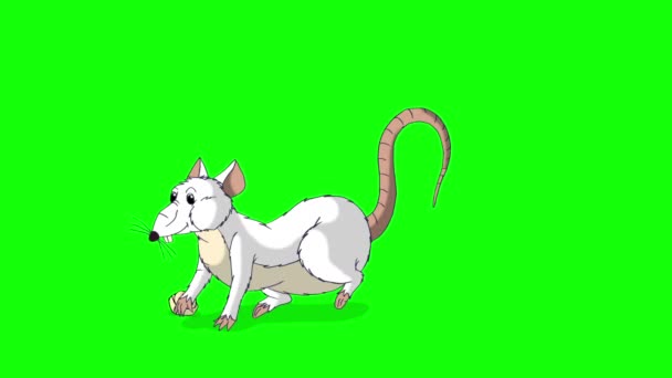 Weiße Ratte Kriecht Heraus Und Frisst Käse Animierte Loopinggrafik Isoliert — Stockvideo