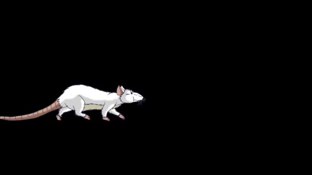 White Rat Falls Asleep Wakes Animated Looped Motion Graphic Alpha — Stock Video