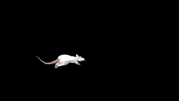 White Rat Jumps Back Forth Animated Looped Motion Graphic Alpha — Stock Video