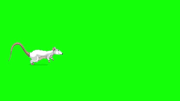 White Rat Runs Animation Animated Looped Motion Graphic Isolated Green — Stock Video