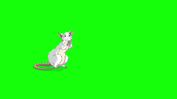 Beyaz Sıçan Oturur Yıkar Canlandırılmış Döngülü Hareket Grafiği Yeşil Ekran — Stok video