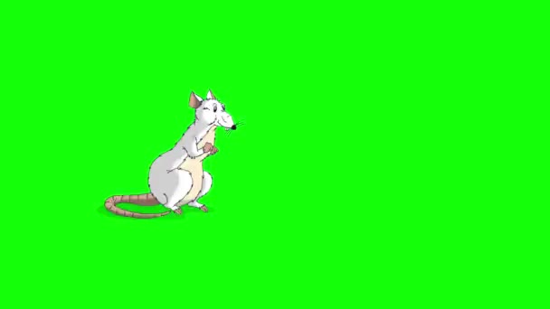 White rat se lève et renifle quelque chose. Animated Looped Motion Graphic Isolé sur écran vert. Bonne année chinoise 2020 
