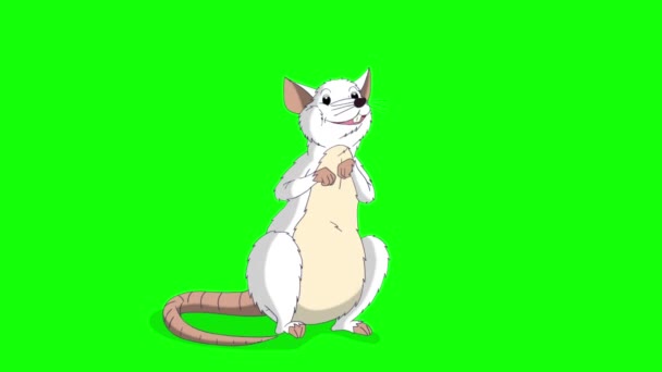 Biały Szczur Siedzi Gada Animowana Pętla Graficzna Izolowana Zielonym Ekranie — Wideo stockowe