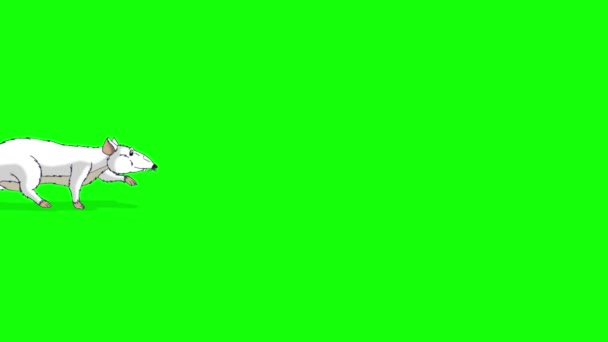 Rato Branco Foge Animated Looped Motion Graphic Isolado Tela Verde — Vídeo de Stock