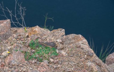 Ukrayna, Migiya 'daki Radon Gölü' nde Yılan
