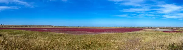 Estuario Cubierto Juncos Cerca Del Pueblo Koblevo Región Odessa Ucrania — Foto de Stock