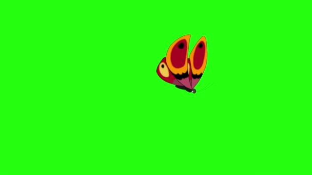橙色蝴蝶飞了进来 坐下又飞走了 在绿色屏幕上隔离的动画环路画面 — 图库视频影像