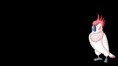 Pembe papağan gelip gidiyor. Canlandırılmış döngü görüntüleri alfa kanalı ile izole edildi. 