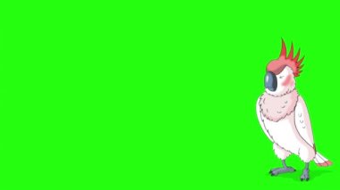 Pembe papağan gelip gidiyor. Canlandırılmış döngü görüntüleri yeşil ekranda izole edildi.