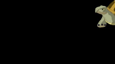 Büyük bataklık kaplumbağası gelir ve gider. Alfa kanalı ile izole edilmiş el yapımı canlandırmalı döngü görüntüleri.