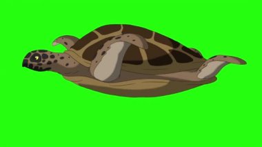 Büyük bataklık kaplumbağası suyun altında yüzer. Yeşil ekranda izole edilmiş el yapımı canlandırmalı döngü görüntüleri