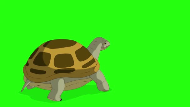 Sump Skildpadde Går Billedet Håndlavede Animerede Optagelser Isoleret Grøn Skærm – Stock-video