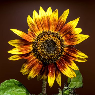 Canlı bir ayçiçeğinin göz kamaştırıcı yakın çekimi, sarı ve kırmızı yaprakları küçük su damlacıklarıyla süslenmiş, zengin, bulanık bir arkaplan üzerine kurulmuş.