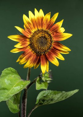Bir ayçiçeğinin çarpıcı yakın çekimi, kırmızı ve sarı yaprakları su damlacıklarıyla parıldıyor, koyu yeşil, bulanık bir zemin üzerine kurulmuş