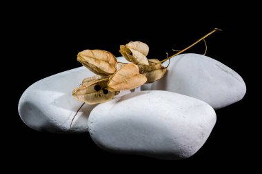 Sidik torbası bitkisinin kurumuş tohumları pürüzsüz, beyaz taşların üzerinde uzanıyor. Narin, kağıt kapsüller ve ince dallar derin siyah bir arkaplan üzerine kuruludur.