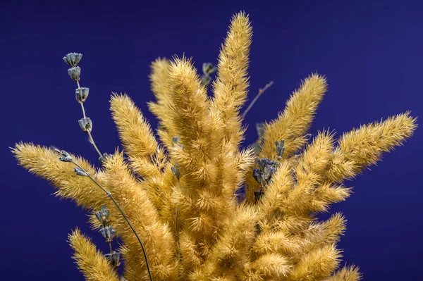 Kurumuş altın çimenlerin ve lavanta filizlerinin koyu mavi bir zemine yakın plan dikey çekimi.