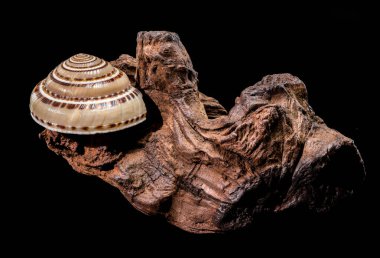 Pasifik Güneş saati kabuğunun büyüleyici bir yakın çekimi, mükemmel spiral yapısını ve doğal çizgilerini sergiliyor, koyu siyah bir arkaplana karşı desenli bir kayan ağaç parçasında sergileniyor.