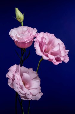 Soft pink Lisianthus blooms with water drops and a single bud on long stems, set against a rich, deep blue background