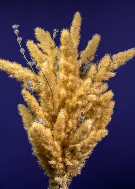 Kurumuş altın çimenlerin ve lavanta filizlerinin koyu mavi bir zemine yakın plan dikey çekimi.