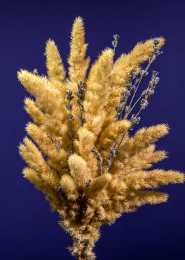 Kurumuş altın çimenlerin ve lavanta filizlerinin koyu mavi bir zemine yakın plan dikey çekimi.