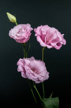 Yumuşak pembe Lisianthus çiçekleri, su damlacıkları ve tek bir tomurcukla güzel bir şekilde koyu yeşil bir zemin üzerinde toplanır.