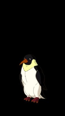 Emperor Penguin. Handmade 2D animated vertical HD looped footage isolated on alpha channel for video editing and wildlife projects