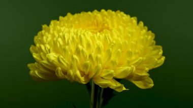 Close-up 4K video of a vibrant golden yellow chrysanthemum in full bloom, showcasing intricate petals with water droplets, against a dramatic dark background 