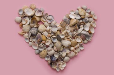 Kabuklar pembe bir arka planda yatıyor.