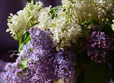 Güzel bahar taze leylak buketi.