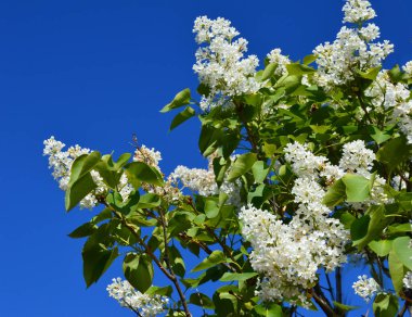 Güzel bahar taze leylak buketi.
