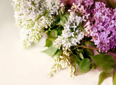 Güzel bahar taze leylak buketi.