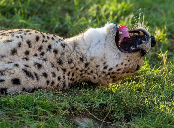 Großkatzengeparden Wilden Dschungel — Stockfoto