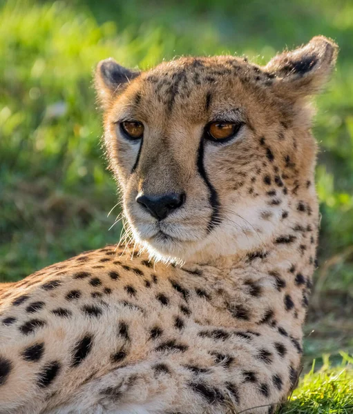 Big Cat Cheetah Uma Selva Selvagem — Fotografia de Stock