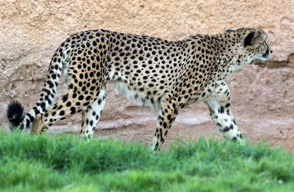 Gran Gato Guepardo Una Selva Salvaje —  Fotos de Stock
