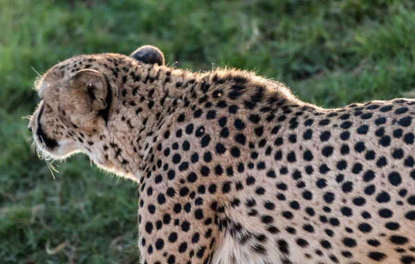 Big Cat Cheetah Wild Jungle — Stock Photo, Image