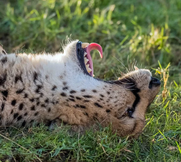 Big Cat Cheetah Dans Une Jungle Sauvage — Photo