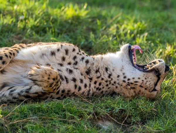 Big Cat Cheetah Wild Jungle — Stock Photo, Image