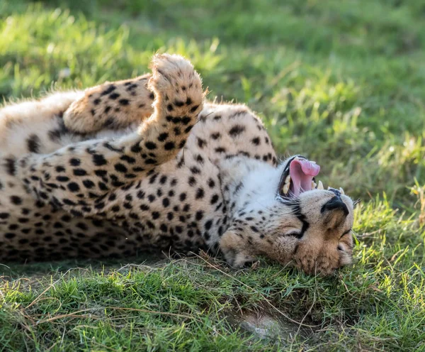 Duży Kot Gepard Dzikiej Dżungli — Zdjęcie stockowe
